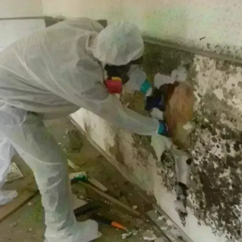 Mold Remediation and Removal in Hokes Bluff, AL